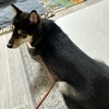 黒柴 🐶 つん