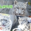 【大森山動物園】ユキヒョウ親子、アサヒとヒカリとリヒト【ちょこっと動物園#9】