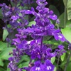 ブルーサルビア（サルビア・ファリナケア）の花