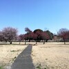 散歩で梅の花見