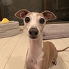 ティノの左眼