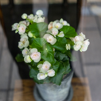 12月の誕生花 旅カメラ 12月の誕生花 旅カメラ