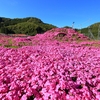 芝桜