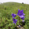 お花沢山！深入山で初秋の山歩き