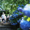 2021年6月の鎌倉撮り歩き・前編（明月院～亀ケ谷坂切通～今小路）