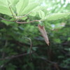 太白山自然観察の森「親子で昆虫かんさつ」