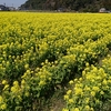 福岡（原鶴温泉（光泉荘と菜の花スポット）