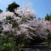 京都の桜2015 その1：龍安寺(石庭・桜苑以外) (2015/4/4)