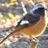 神原町に飛来した鳥　　身近にやって来た美しい冬の小鳥・ジョウビタキ