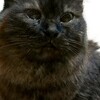 猫の尿管結石と腎不全