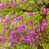 里の桜もそろそろ終わり