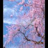 寺のしだれ桜