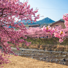 河津桜まつり