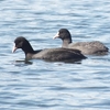 関根川河口の鳥たち