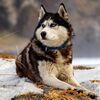 セベロクリリスクの人気ハスキー犬アイス、射殺される