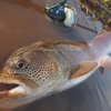 一匹で満足できない釣りだから、大会や数釣りになる。