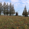 あけぼの山農業公園　～　終いのコスモス