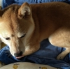 大好きなケージ、だよ