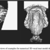 男性と女性の下咽頭の形態的特徴：MRIに基づく研究
