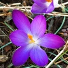 クロッカス・トマシニアヌスの花