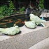 オシャレ　鳩山会館　ソファに座れる　いろんなところに　バラと鳩　です