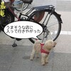 かわいそうな犬