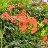 同じ鉢植えでも