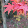 二つと同じはない　ありのまま