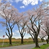2023年3月の桜花見5　横浜環状4号線（海軍道路）