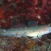  No.153 ホシノハゼ （Istigobius hoshinonis ）