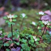 Chrysosplenium album Maxim. var. stamineum (Franch.) H.Hara