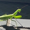 カマキリに関する雑学！