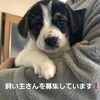 子犬の飼い主さん募集の協力