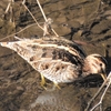 鳥撮散歩　ようやく会えたタシギ、そして今更ながら初見のオナガガモ！