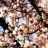 　澄明な空気の中の朝の散歩（画像は、ようやくほころび始めた航空公園の桜、今週末が花見の見ごろか）