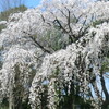 監物台樹木園の桜
