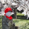 観音寺川の桜を見に行く・・・（猪苗代町）