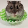 🐹ハムスターのYouTubeを始める🔰