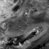 野良犬(1949)