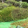 刈り込み剪定