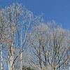 寒さが緩んだ午後 平和公園の里山を歩いた