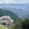 山奥に立つ一本桜