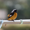 Panasonic DC-G99D LUMIX G 100-300 F4.0-5.6 II で野鳥を撮影