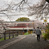 26年4月5日撮影　奈良　高田千本桜　失敗だけど成功？