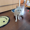 灰色猫の毛、変色中。