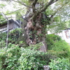 武蔵御嶽神社～御岳山～天狗岩～七代の滝～ロックガーデン～綾広の滝～天狗の腰掛杉～長尾平　ハイキング②