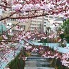 素直に・・