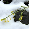 雪中菜花と桜