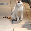 錦糸町の三毛猫さん…