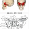 ①蝶形骨を知ろう